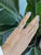Ten marquise-cut earth-mined diamonds sparkle across this solid 14K white gold band, their tapered points giving it a...