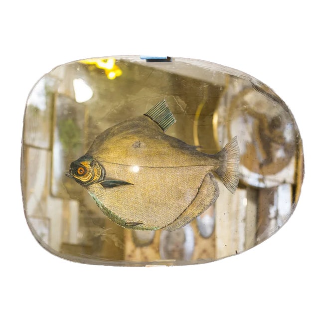 Specchio Swimming Free Fish For Sale