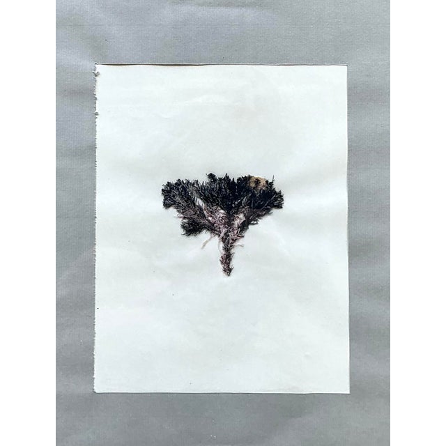 This sophisticated set of six original botanical specimens offers a timeless touch of natural history for the curated...