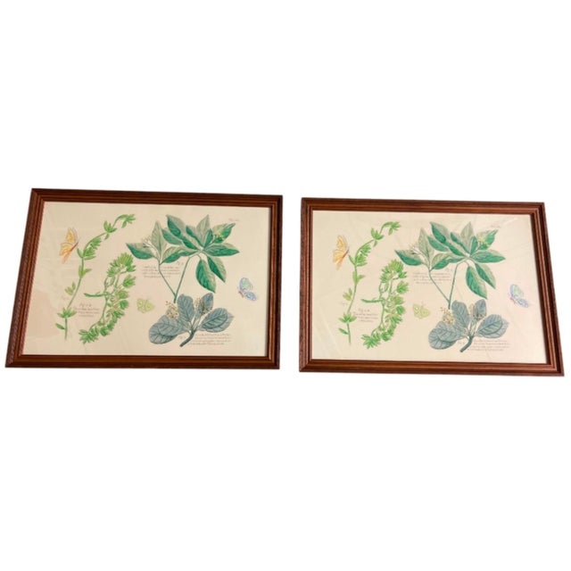Bring a touch of classic natural history and timeless elegance into your home with this striking pair of vintage framed...
