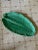 Late 20th Century Late 20th Century Large Majolica Banana Leaf Platter For Sale - Image 5 of 5
