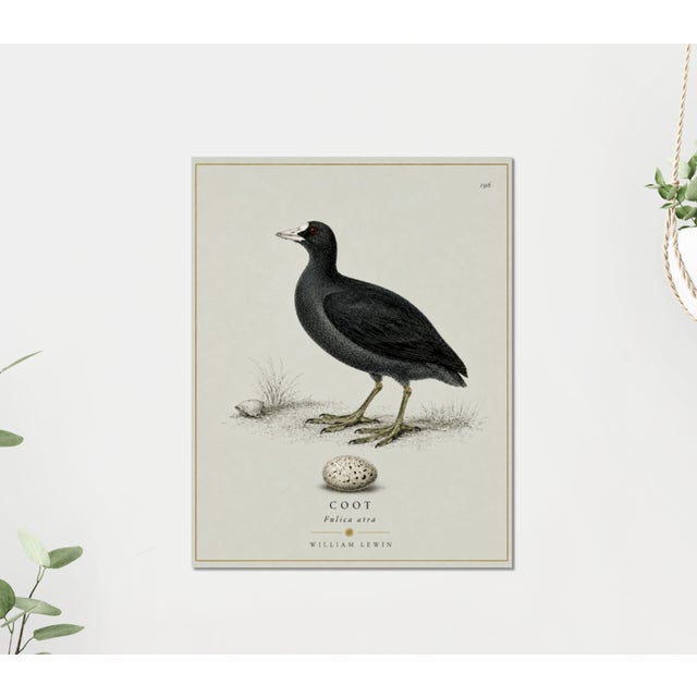 William Lewin 1789 Waterbirds Fine Art Gallery Board Print - The Coot For Sale - Image 9 of 12