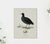 William Lewin 1789 Waterbirds Fine Art Gallery Board Print - The Coot For Sale - Image 9 of 12