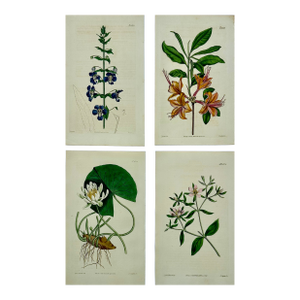 Azalea, Angel Flower, Lily, Soapwart Botanical Engravings by William Curtis, 1856 (Set of 4)