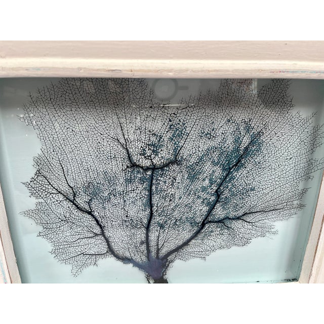 Contemporary Framed Natural Sea Fan For Sale - Image 3 of 13