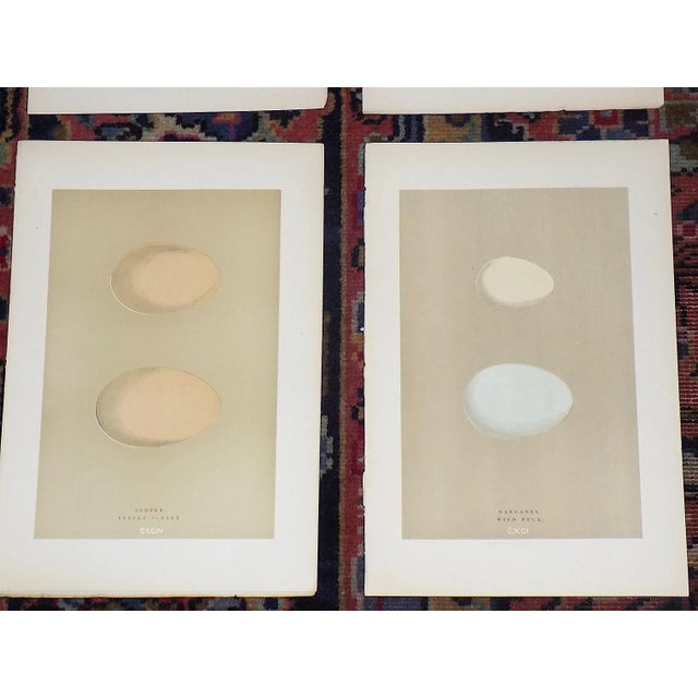 Authentic Antique 19th Century Hand Colored Duck Egg Lithographs-Set of 7 For Sale - Image 4 of 7