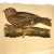 Rare Book Thomas G. Gentry Nests and Eggs of Birds of the United States For Sale - Image 13 of 16