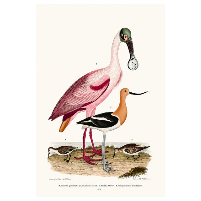 A curated collection of two complementary coastal bird studies reproduced from early American natural history engravings....