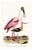 A curated collection of two complementary coastal bird studies reproduced from early American natural history engravings....