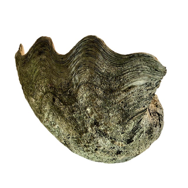 Shabby Chic Giant Natural Fossilized Clam Shell For Sale - Image 3 of 9