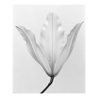 Lily no.3 Black and White Analogue Floral Photography Edition of 10 2023 For Sale