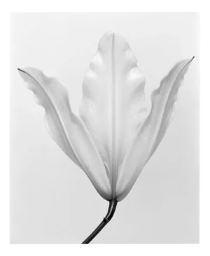 Lily no.3 Black and White Analogue Floral Photography Edition of 10 2023