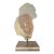 1980s Marc Sijan Hyperrealist Lucite Woman Bust Sculpture For Sale