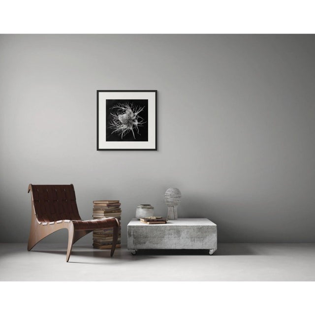 Contemporary Devil in the Bush Flower — Framed Vintage Botanical Photography Print Inspired by Karl Blossfeldt For Sale - Image 3 of 5