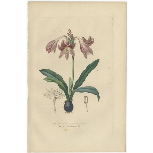 Drapiez, Flora, 1845, Prints, Set of 2 For Sale - Image 3 of 6