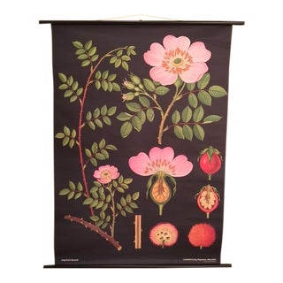 Dog Rose German Botanical Chart For Sale