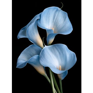 Calla in Blue Contemporary Photograph For Sale