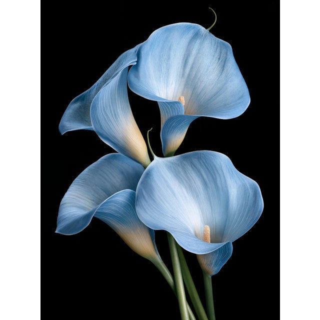 Calla in Blue Contemporary Photograph For Sale