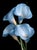 Calla in Blue Contemporary Photograph For Sale
