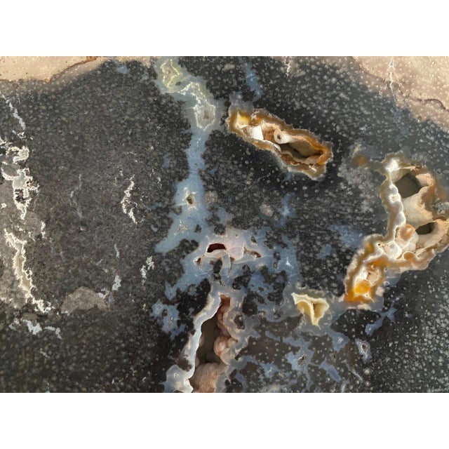 Andrianna Shamaris Rare Palm Petrified Wood Slab For Sale In New York - Image 6 of 18