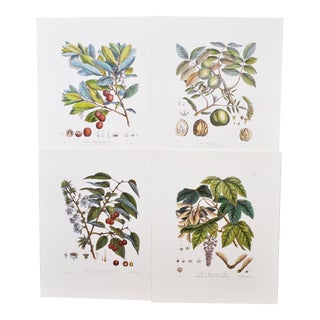 Vintage Set of 4 Hand Coloured Botanical Prints For Sale