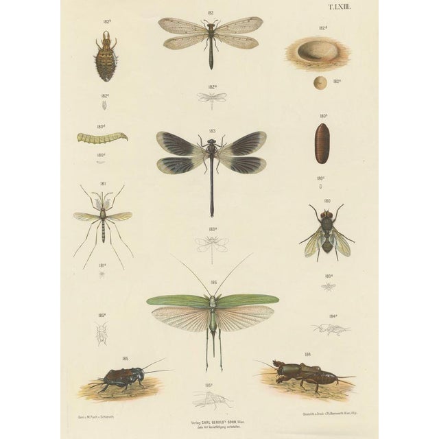 This impressive large-format antique entomology poster depicts a wide range of insects in fine scientific detail....