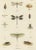 This impressive large-format antique entomology poster depicts a wide range of insects in fine scientific detail....