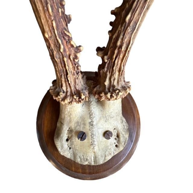 1900s Roe Deer Trophy #883 Black Forest Antlers Mount For Sale - Image 4 of 5