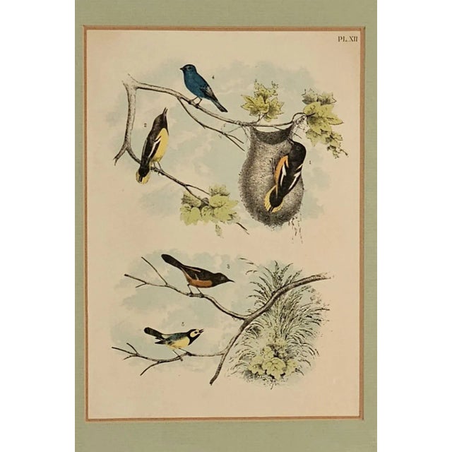 A 19th-century engraving of birds, probably English.
