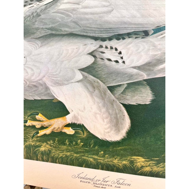 John James Audubon 1964 Audubon Folio Lithograph Great Bird Paintings – “Iceland or Tee Falcon” 17x14 For Sale - Image 4 of 7
