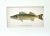 The Pike Perch or Susquehanna Salmon fish print c.1890 this rare, beautiful chromolithograph is by Tarleton Bean. Carleton...
