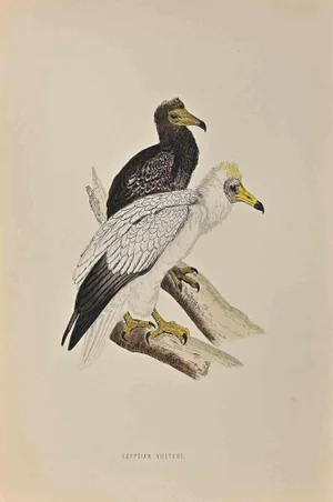 Alexander Francis Lydon, Egyptian Vulture, Woodcut Print, 1870