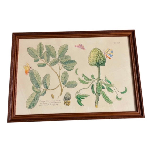 Illustration Pair of Vintage Botanical & Entomological Framed Art Prints For Sale - Image 3 of 12