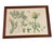 Illustration Pair of Vintage Botanical & Entomological Framed Art Prints For Sale - Image 3 of 12