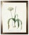 Illustration Allium in Flat Metallic Moulding For Sale - Image 3 of 3