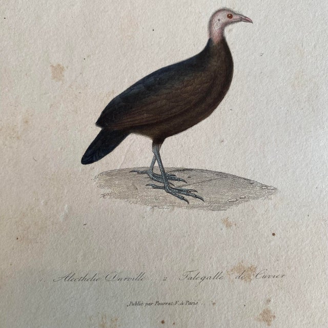 French French Antique 18th Century Bird Engraving Hand Colored Signed Artwork For Sale - Image 3 of 4