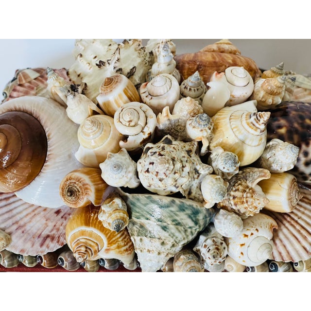 1960s Spectacular 20 Th C Sea Shell Encrusted Jewelry Box Tony Douquet Style For Sale - Image 5 of 5