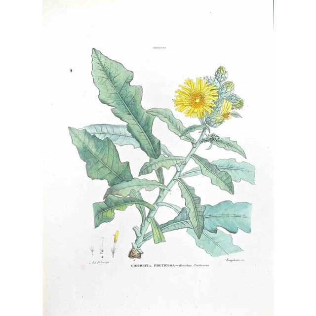Vincenzo Tenore, The Cicerbita Fruticosa, Lithograph, 1870s For Sale
