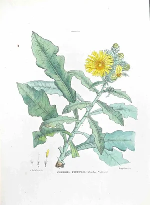 Vincenzo Tenore, The Cicerbita Fruticosa, Lithograph, 1870s