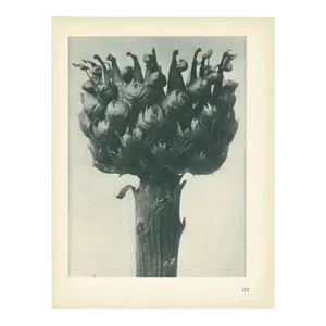 1928 Great-Headed Centaury, Original Period Photogravure N112 by Karl Blossfeldt