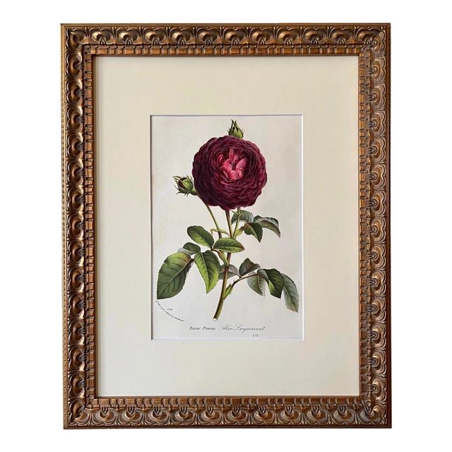 Original Antique French Floral Botanical the Roses of Provence by Van Houtte Circa 1850 For Sale