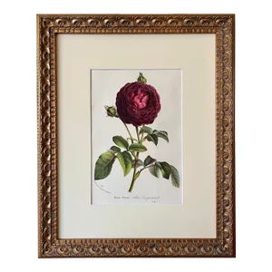 Original Antique French Floral Botanical the Roses of Provence by Van Houtte Circa 1850