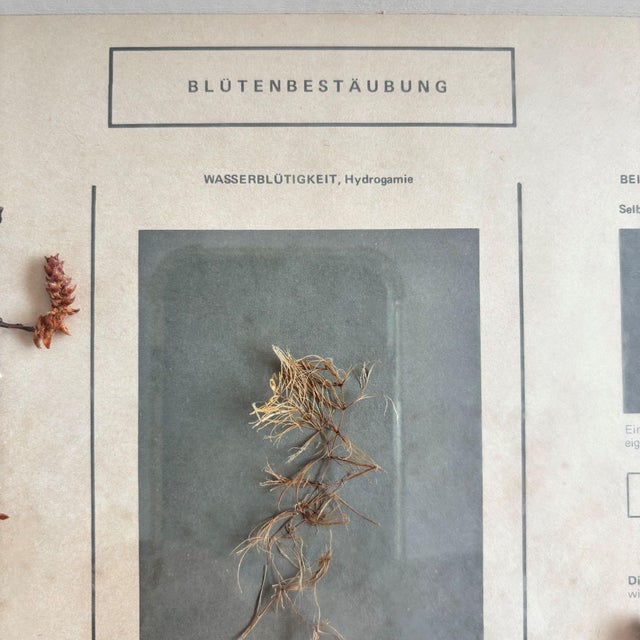 Herbarium Flower Pollination, Germany, 1950s For Sale - Image 10 of 11