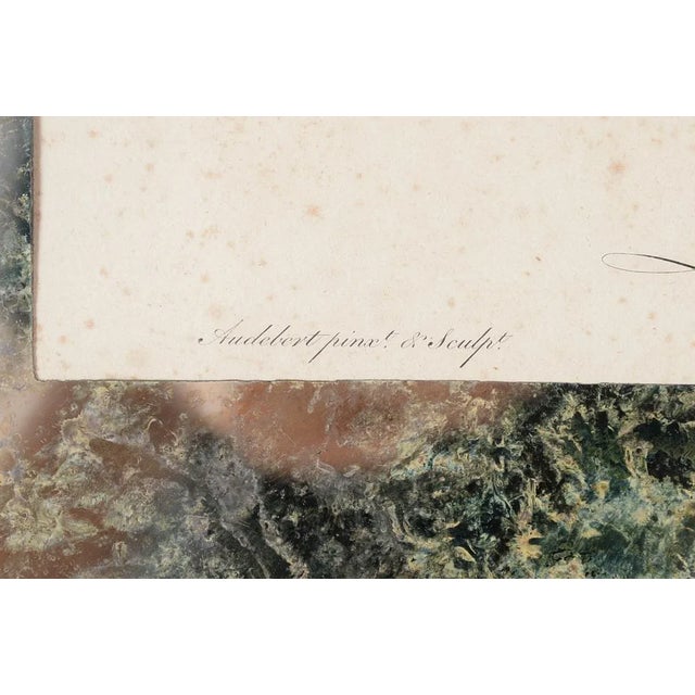 Jean Baptiste Audebert 18th Century Print of a Monkey For Sale - Image 5 of 6