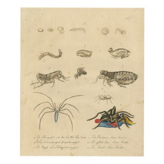 Brodtmann, Fleas, Tarantula & Spiders, 1816, Lithograph For Sale