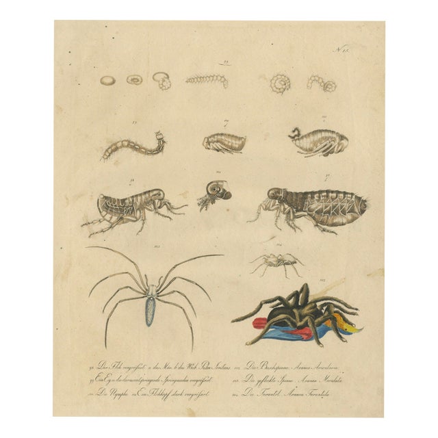 Brodtmann, Fleas, Tarantula & Spiders, 1816, Lithograph For Sale