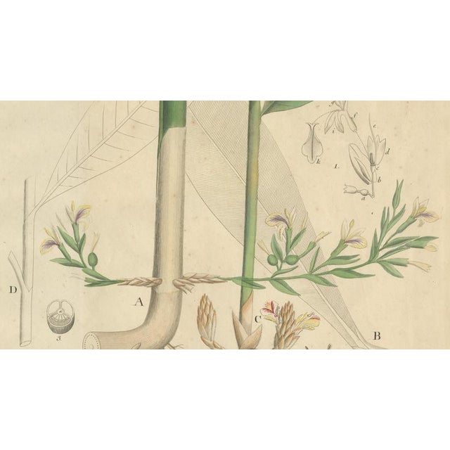 Elettaria & Amomum Species, 1800s, Paper For Sale - Image 4 of 10