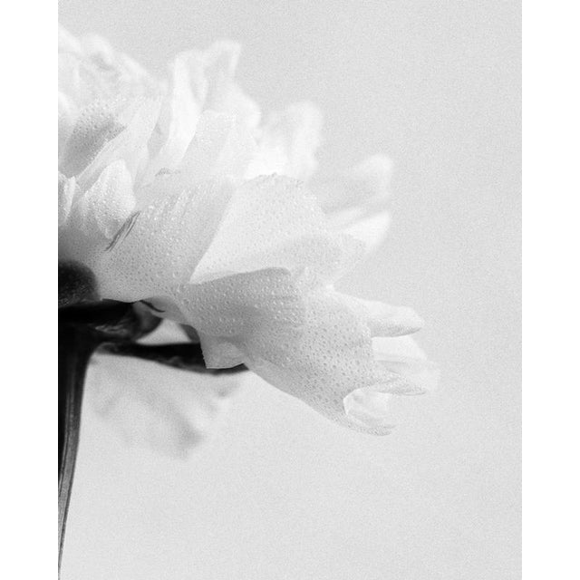 Contemporary Ugne Pouwell, Peony No.5, 2024, Photography For Sale - Image 3 of 4