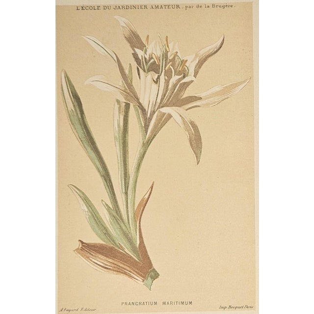 1880 Set of 2 French Anitque Botanical Chromolithographs For Sale - Image 4 of 5