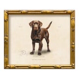 Reproduction Art Print of Vintage "World of Dogs" Illustration (Chocolate Labrador), Framed For Sale